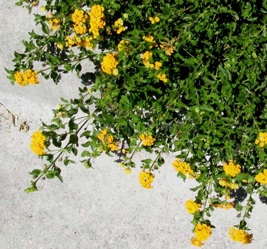 Hybrid Lantana, LANTANA x HYBRIDUM