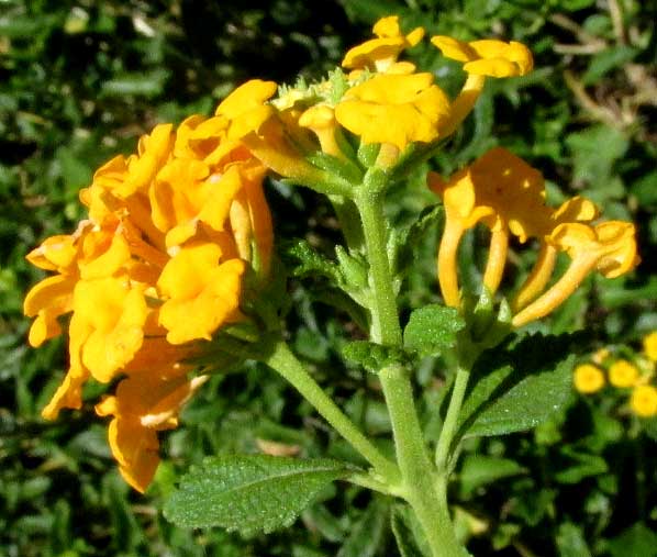 Hybrid Lantana, LANTANA x HYBRIDUM, flowers