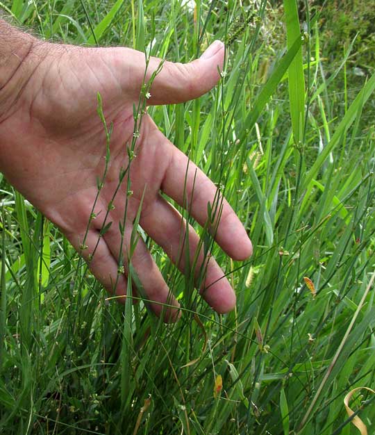 Texas Knotweed, POLYGONUM STRIATULUM