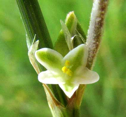 Texas Knotweed, POLYGONUM STRIATULUM, flower