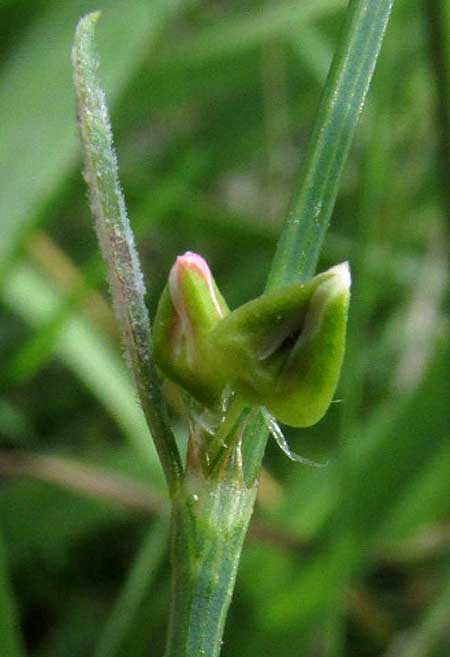 Texas Knotweed, POLYGONUM STRIATULUM, flower buds