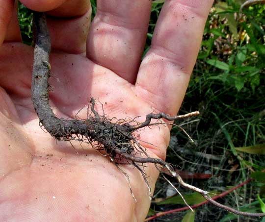 Texas Knotweed, POLYGONUM STRIATULUM, rhizome