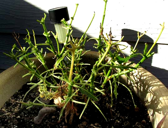 Tersa Sphinx Moth Caterpillar, XYLOPHANES TERSA, damage to potted plant