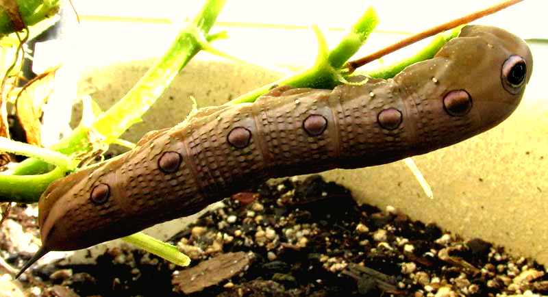 Tersa Sphinx Moth Caterpillar, XYLOPHANES TERSA