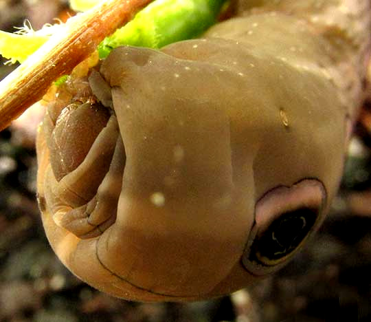 Tersa Sphinx Moth Caterpillar, XYLOPHANES TERSA, head