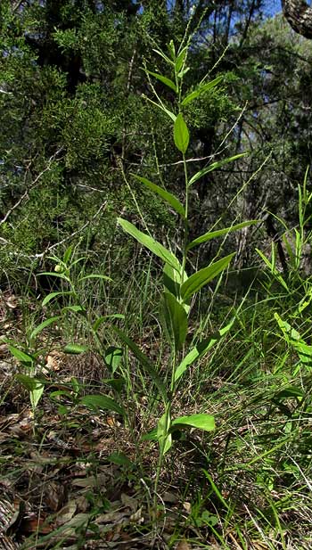 Plateau Silverbush, ARGYTHAMNIA SIMULANS