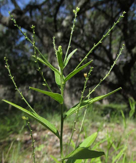 Plateau Silverbush, ARGYTHAMNIA SIMULANS, male racemes