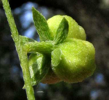 Plateau Silverbush, ARGYTHAMNIA SIMULANS, fruit, side view