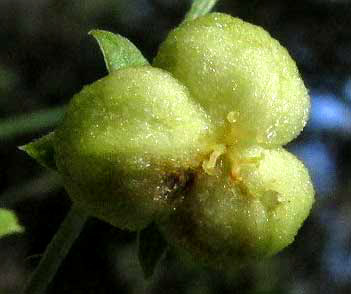 Plateau Silverbush, ARGYTHAMNIA SIMULANS, fruit, front view