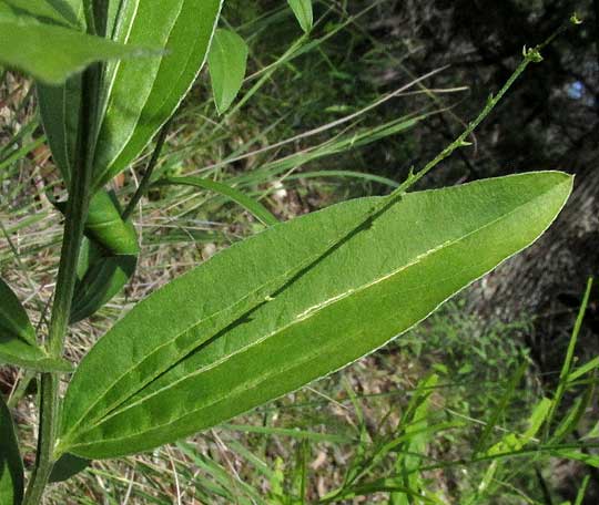 Plateau Silverbush, ARGYTHAMNIA SIMULANS, leaf