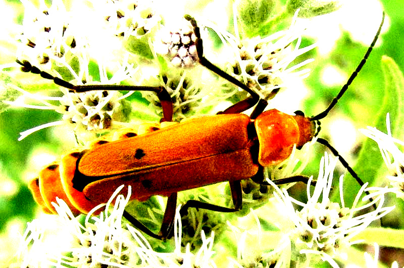 Soldier Beetle, CHAULIOGNATHUS DISCUS