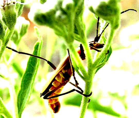 Soldier Beetle, CHAULIOGNATHUS DISCUS, side view