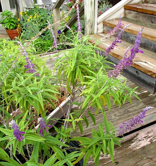 Mexican Bush Sage, SALVIA LEUCANTHA, in pot