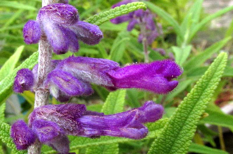 Mexican Bush Sage, SALVIA LEUCANTHA, flowers & rugose leaf