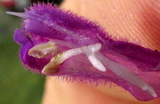 Mexican Bush Sage, SALVIA LEUCANTHA, longitudinal section showing forked filaments