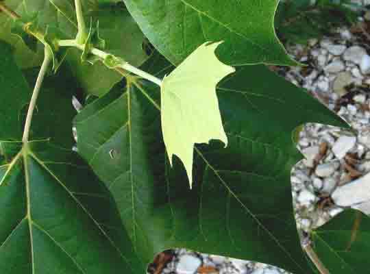 American Sycamore, PLATANUS OCCIDENTALIS, leave unfolding at branch tips