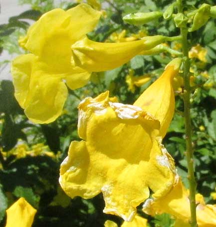 Yellow Bells, TECOMA STANS, bushy cultivar flowers