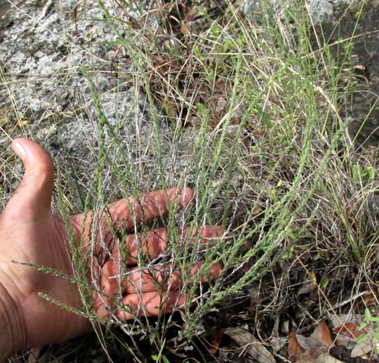 Gray Vervain, VERBENA CANESCENS