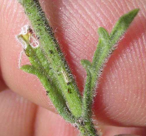 Gray Vervain, VERBENA CANESCENS, leaves