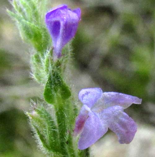 Gray Vervain, VERBENA CANESCENS, flower & calyx