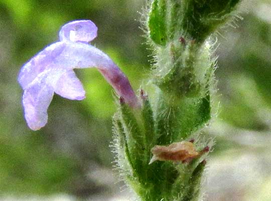 Gray Vervain, VERBENA CANESCENS, flower, side view