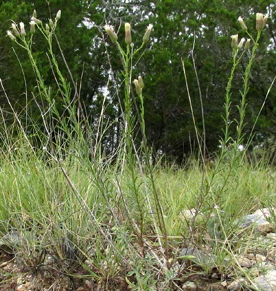 Prairie False Willow, BACCHARIS TEXANA