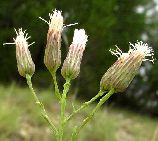 Prairie False Willow, BACCHARIS TEXANA, flowering heads