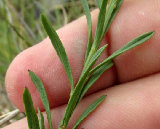 Prairie False Willow, BACCHARIS TEXANA, leaves