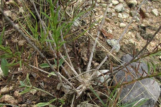 Prairie False Willow, BACCHARIS TEXANA, woody base