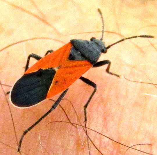 Redcoat Seed Bug, MELANOPLEURUS BELFRAGEI