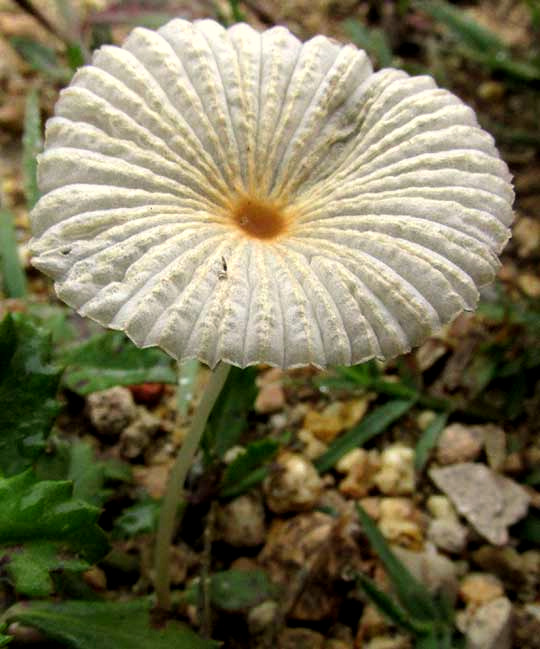 Parasol Mushroom, PARASOLA PLICATILIS