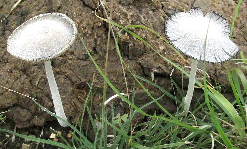 Snowy Inkcap, COPRINOPSIS cf NIVEA