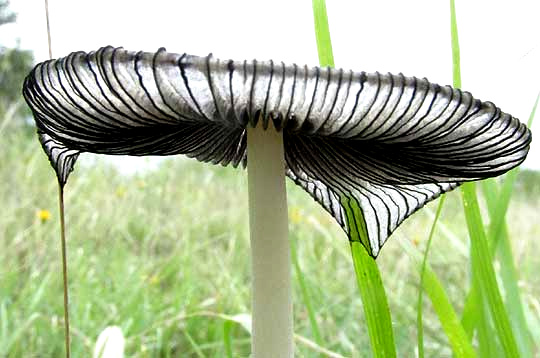 Snowy Inkcap, COPRINOPSIS cf NIVEA, side view, rim beginning to melt