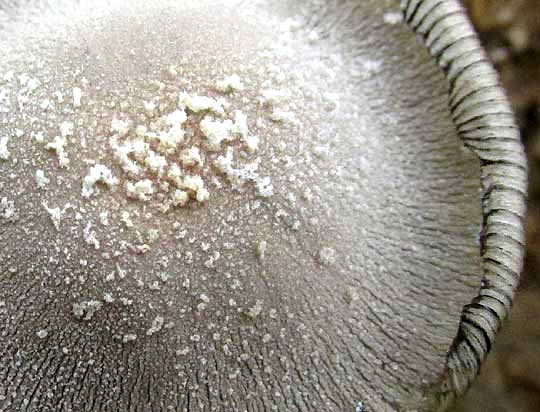 Snowy Inkcap, COPRINOPSIS cf NIVEA, cap with mealy veil remnants