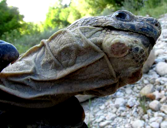 Texas Tortoise, GOPHERUS BERLANDIERI, gular scute and mental glands