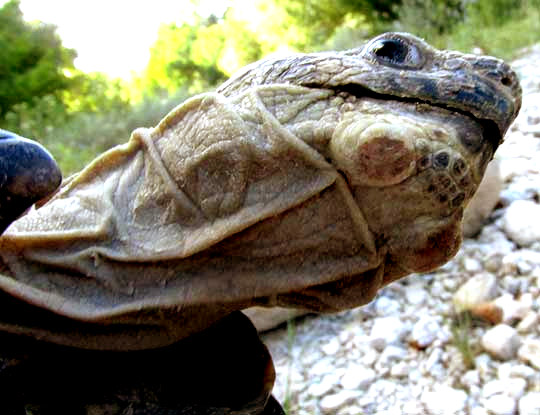 Texas Tortoise, GOPHERUS BERLANDIERI, gular scute and mental glands