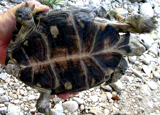 Texas Tortoise, GOPHERUS BERLANDIERI, bottom view, plastron