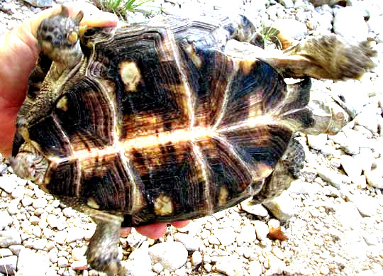 Texas Tortoise, GOPHERUS BERLANDIERI, bottom view, plastron