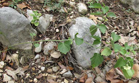 Smallflower Groundcherry, PHYSALIS CINERASCENS