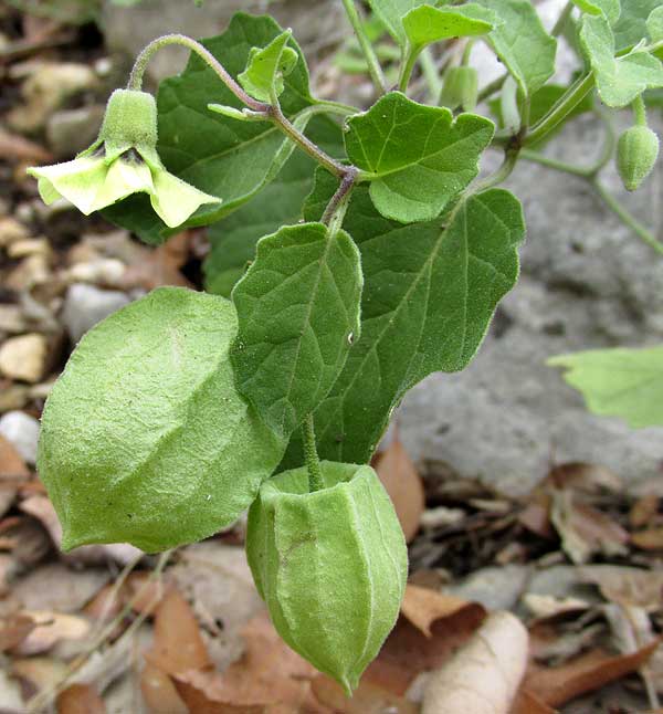 Smallflower Groundcherry, PHYSALIS CINERASCENS, flower & fruits