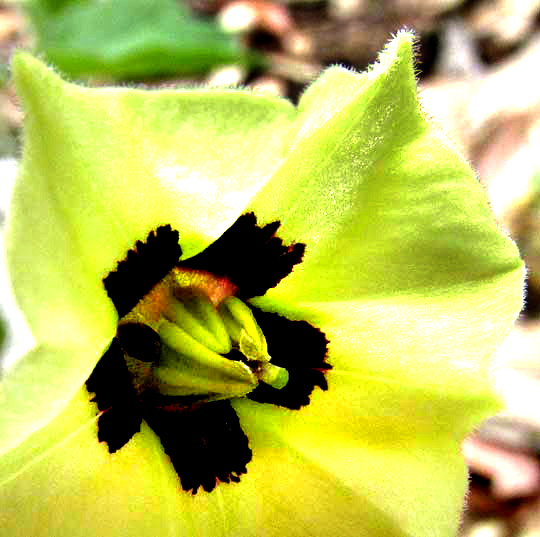 Smallflower Groundcherry, PHYSALIS CINERASCENS, corolla with dark eye