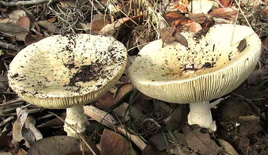 Destroying Angel, AMANITA BISPORIGERA, in a dry year