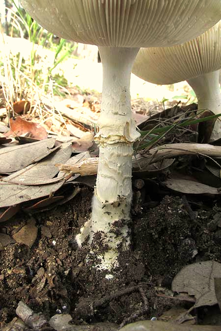 Destroying Angel, AMANITA BISPORIGERA, stem