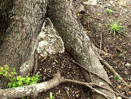 Bleeding Oak Fungus, cf. STEREUM, habitat