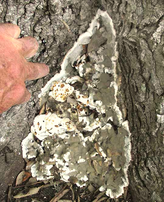 Bleeding Oak Fungus, cf. STEREUM