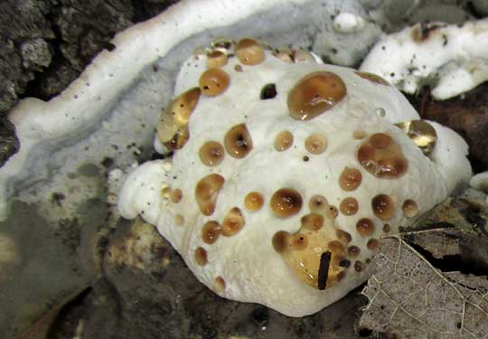 Bleeding Oak Fungus, cf. STEREUM, exuded sap, or 