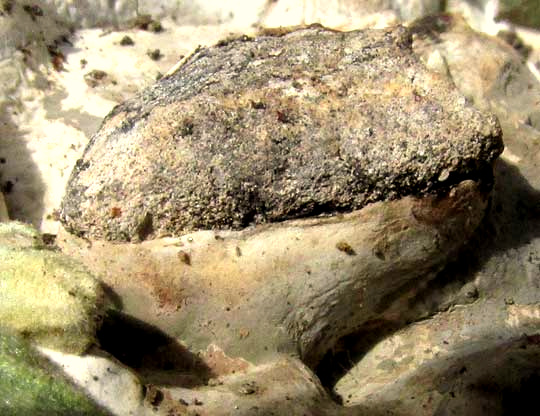 Bleeding Oak Fungus, cf. STEREUM, fungus body creeping up rock