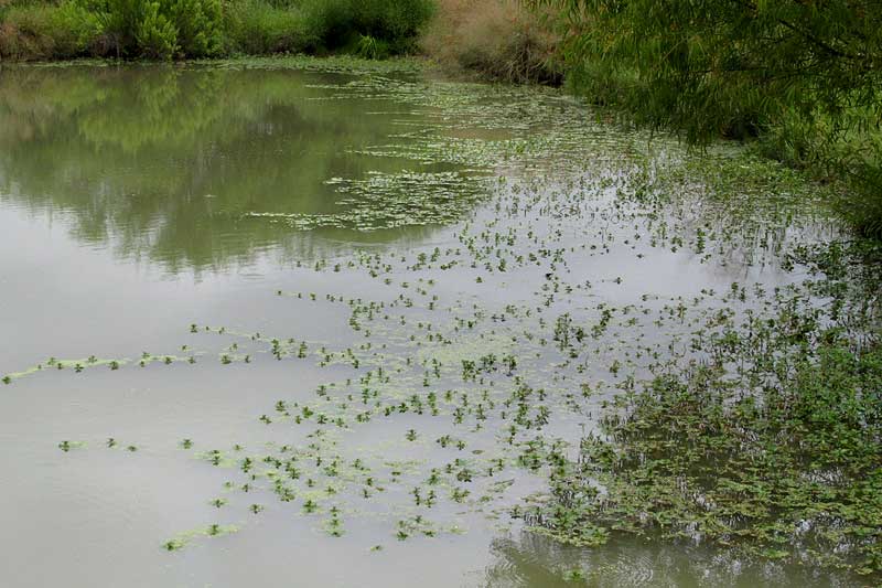 Floating Primrose Willow, LUDWIGIA PEPLOIDES, habitat