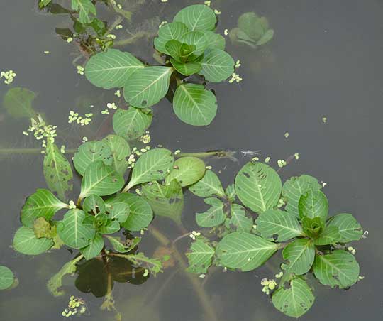 Floating Primrose Willow, LUDWIGIA PEPLOIDES, rosette of leaves at water's surface