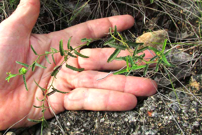 Branched Noseburn, TRAGIA RAMOSA